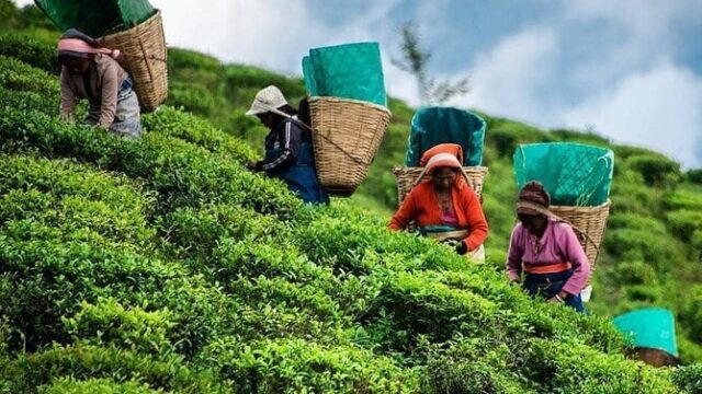 1_private-tea-tour-and-tea-factory.