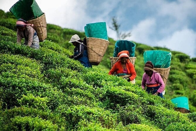 1_private-tea-tour-and-tea-factory.