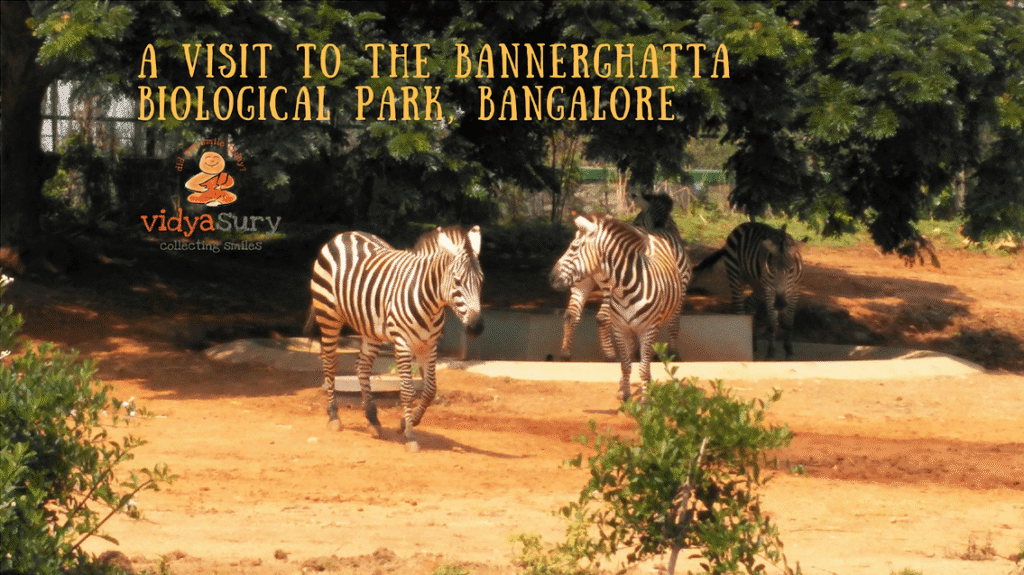 A-visit-to-the-Bannerghatta-Biological-Park-Vidya-Sury.png