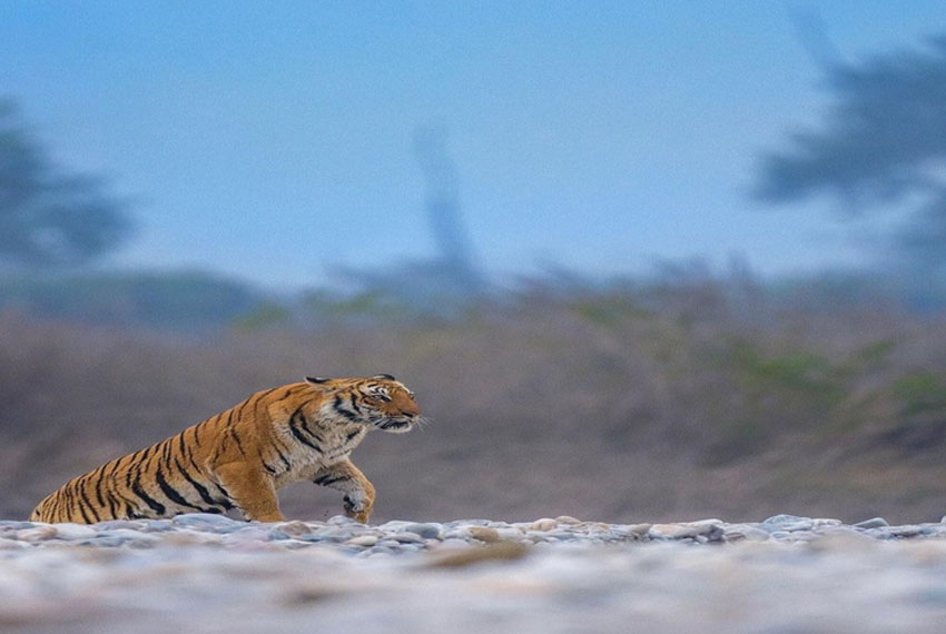 Corbett-National-Park-Optional-Excursion.jpg