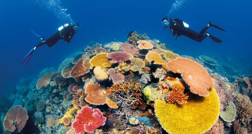 Dive at The Great Barrier Reef