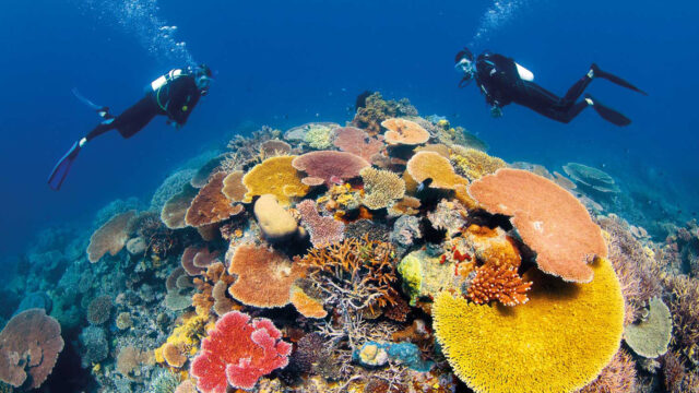Dive at The Great Barrier Reef