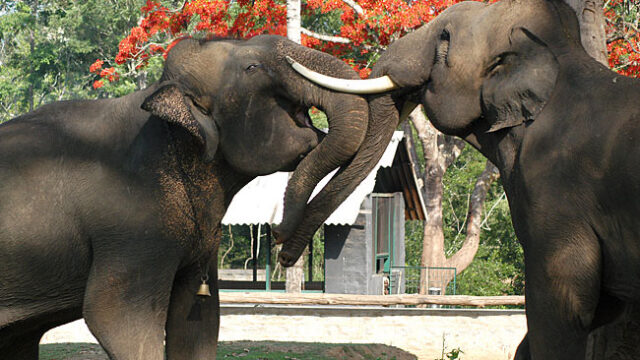 , Dubare Elephant Camp