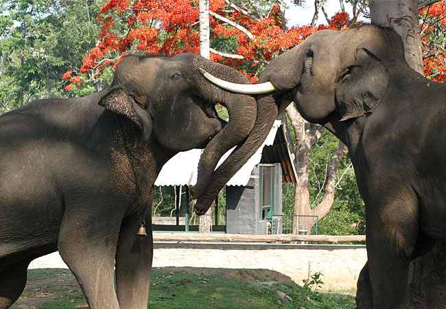, Dubare Elephant Camp