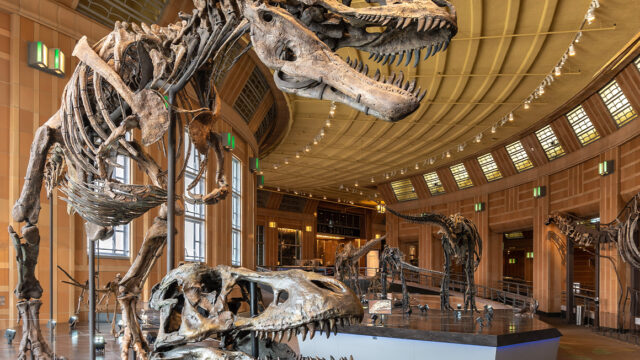 Landing-Page-Square-Dinosaur-Hall