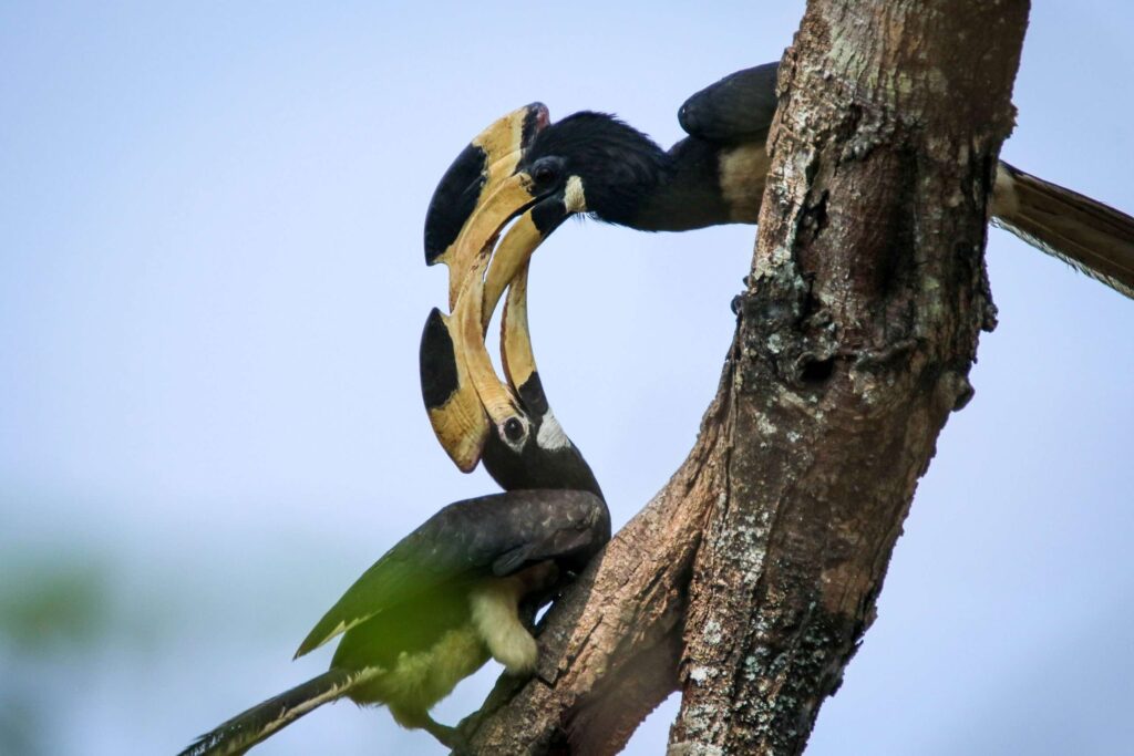 Malabar_Pied_Hornbill__-scaled-1.jpg