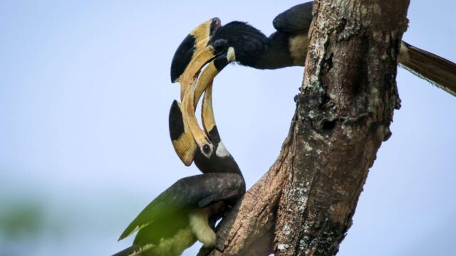 Malabar_Pied_Hornbill__-scaled-1.jpg