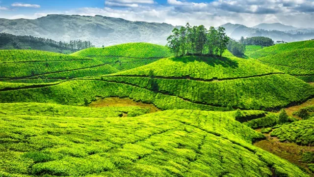 Munnar.webp