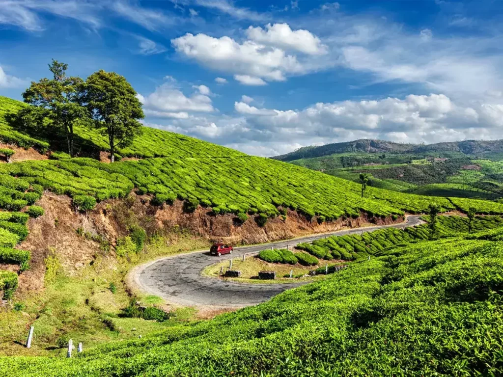 Munnar-tea-gardens.webp