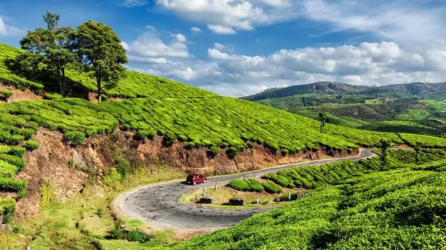 Munnar-tea-gardens.webp