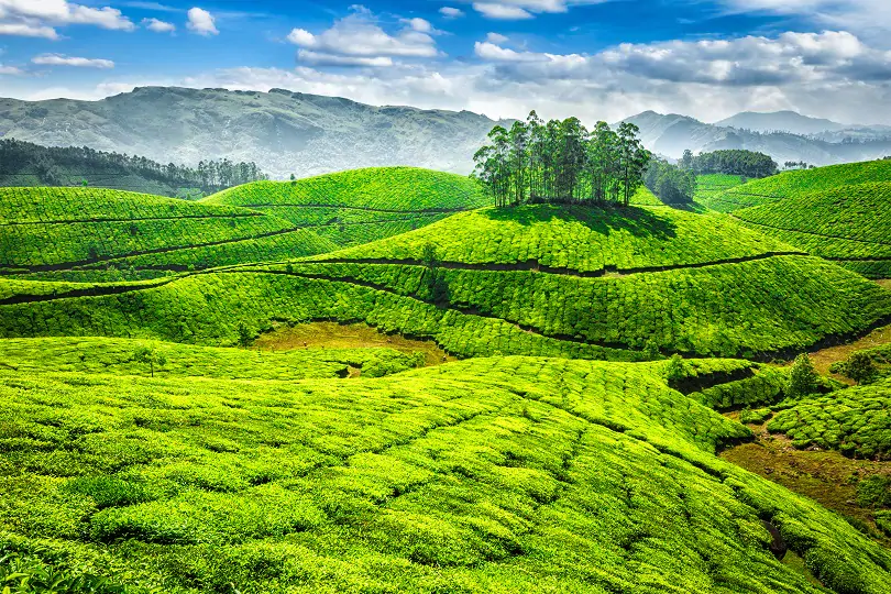 Munnar.webp