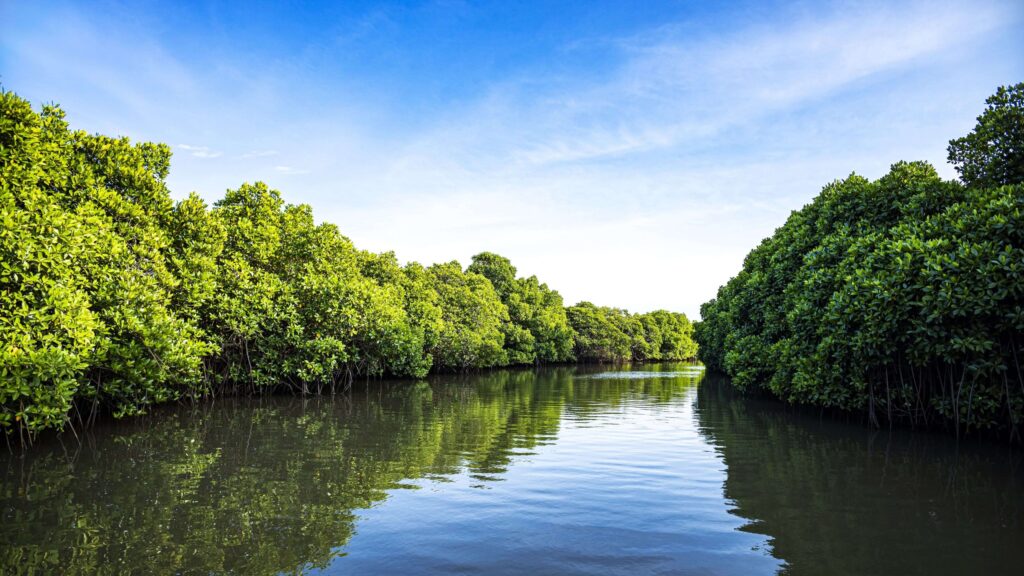 Pichavaram-Mangrove-Forest-3-scaled-1.jpg