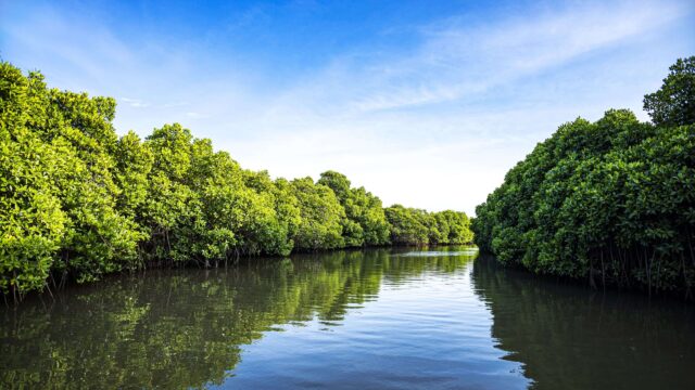 Pichavaram-Mangrove-Forest-3-scaled-1.jpg