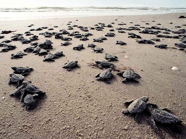 Sea-Turtle-Hatching-Ocean-Release.jpg