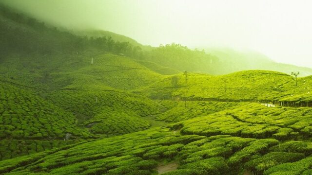 , Tea estate