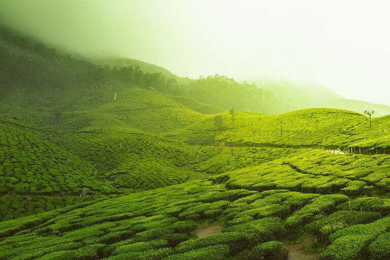 , Tea estate