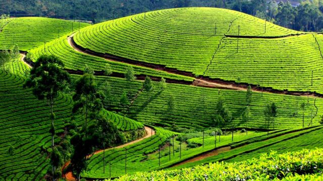 Tea-estate.jpg