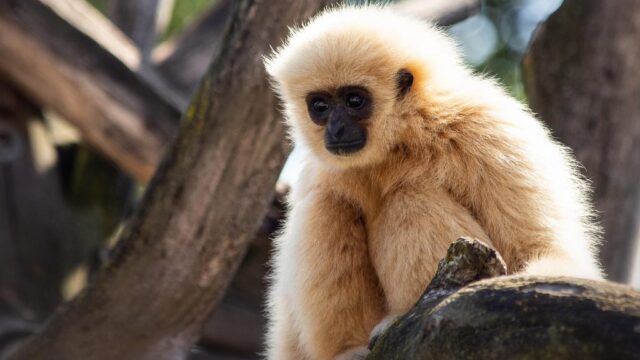 White-handed-Gibbon-1024×724