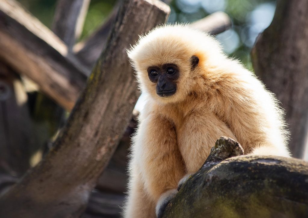 White-handed-Gibbon-1024×724