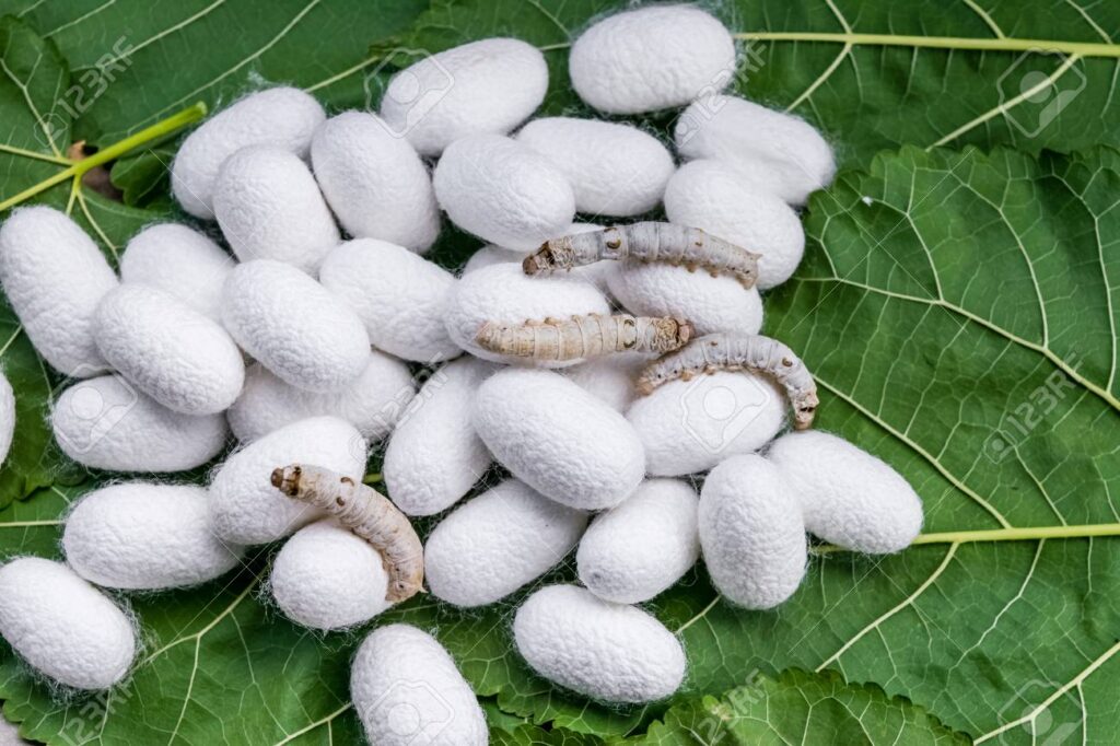 white silk cocoon