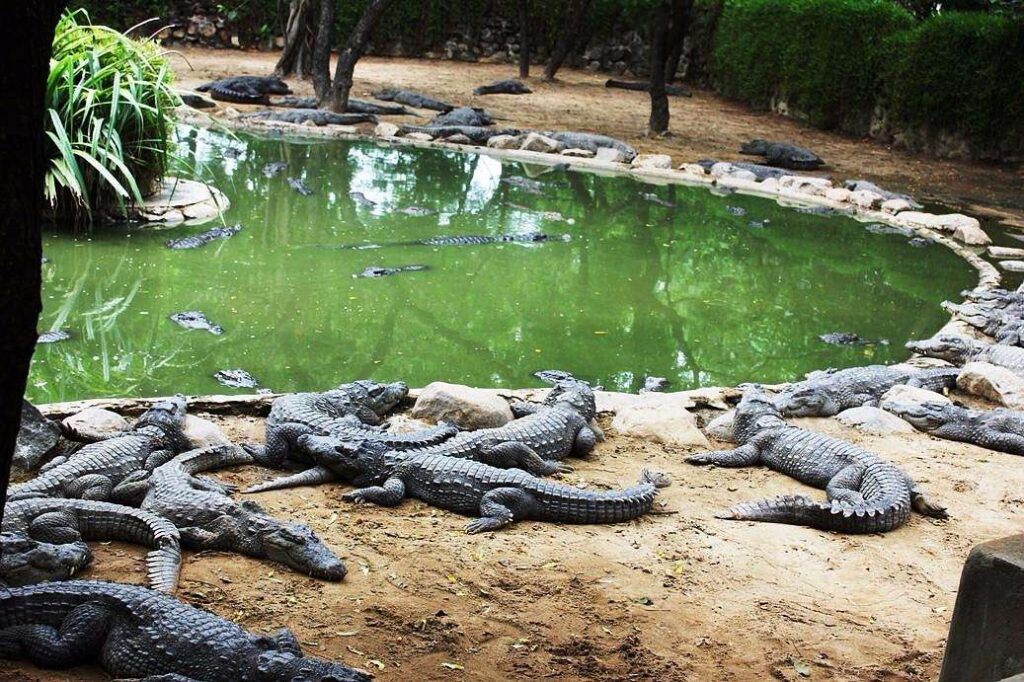crocodiles-enclosure.jpg