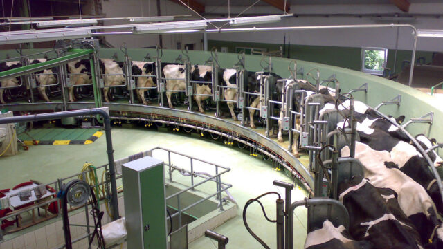dairy farm -1