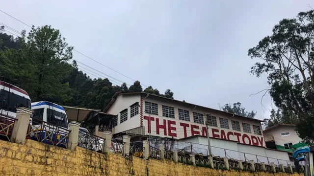 dodabetta-tea-factory-2.webp