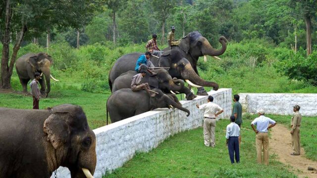 dubare-elephant-camp-coorg-entry-fee-timings-holidays-reviews-header.jpg