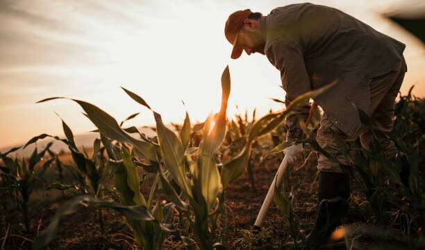Photo of farmer with shovel on his filed