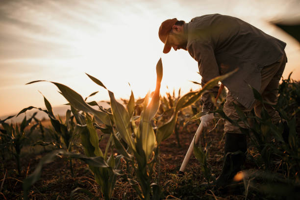 Photo of farmer with shovel on his filed