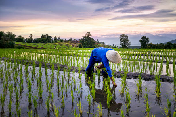 farm