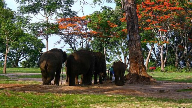 Dubare elephant camp in the beautiful forests at Coorg India