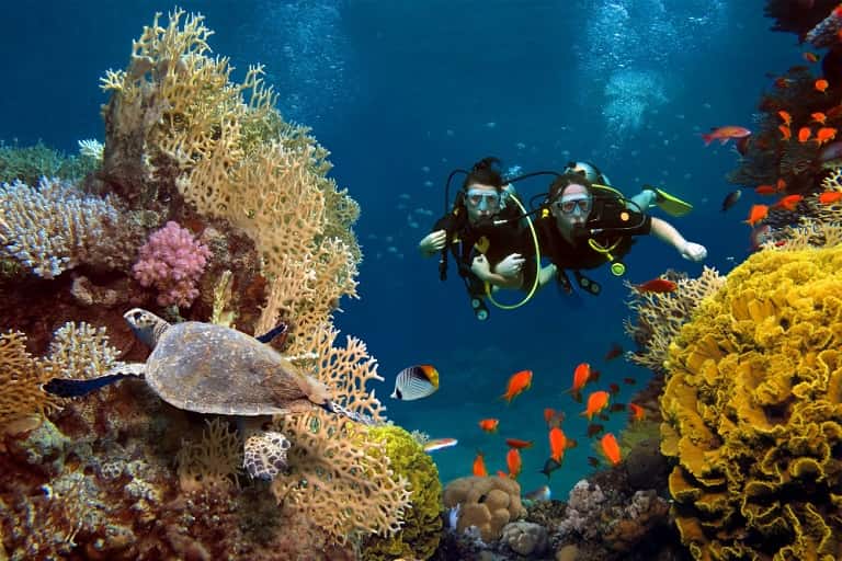 marine-life-andamans.jpg