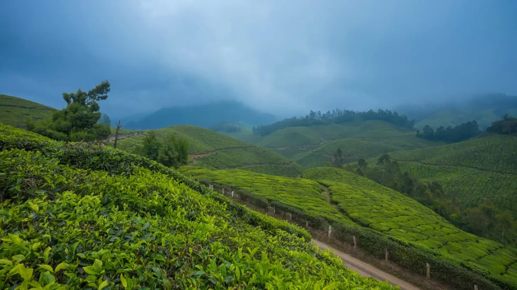 munnar-idukki-20230317092610919670.webp