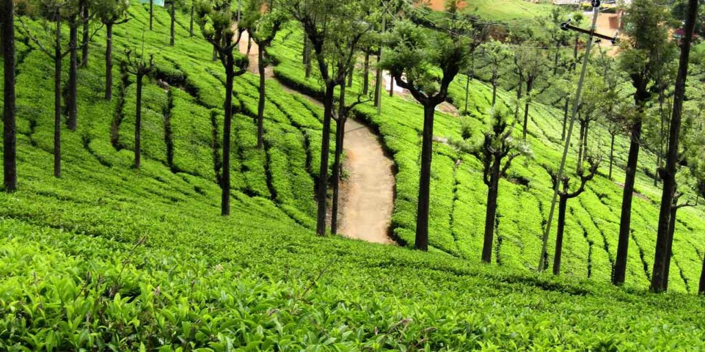 ooty-tea-estate-view-point-tourism-entry-fee-timings-holidays-reviews-header