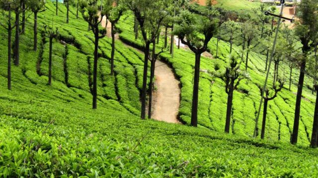 ooty-tea-estate-view-point-tourism-entry-fee-timings-holidays-reviews-header