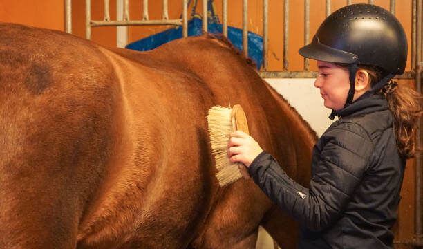 girl brushes a horse in the stable