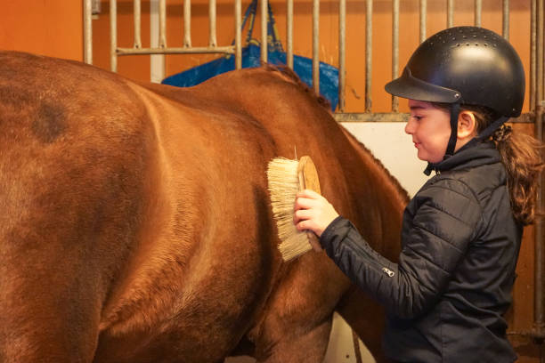 girl brushes a horse in the stable