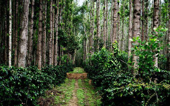 story-chikmagalur-flickr-prashantby_647_040116113101.jpg