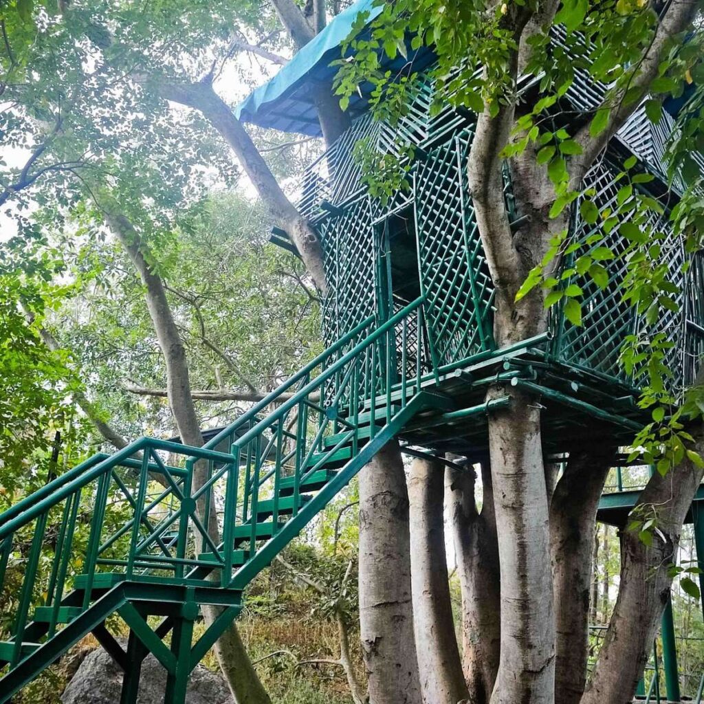 tree-house.jpg